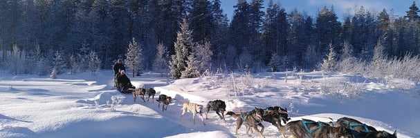 Hundespann i vinterlandskap