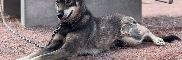 Husky som ligger på bakken utenfor hundehuset
