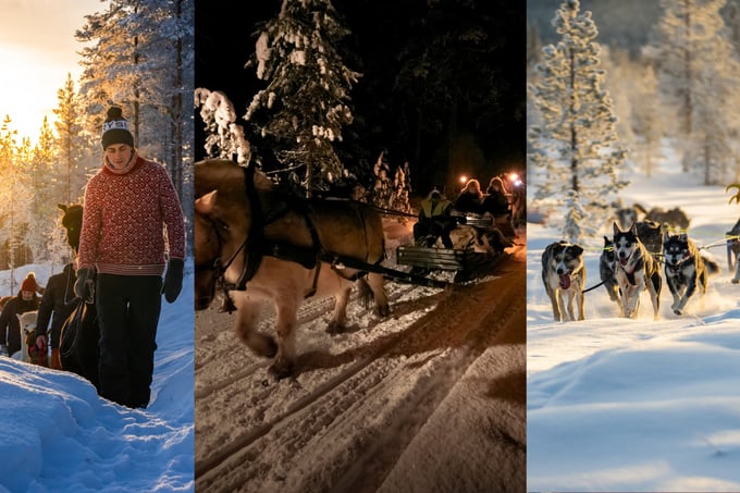 Collage med bilder av alpakkavandring, kanefart og hundeselde